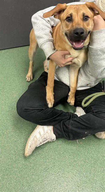 picture of the dog needing adoption