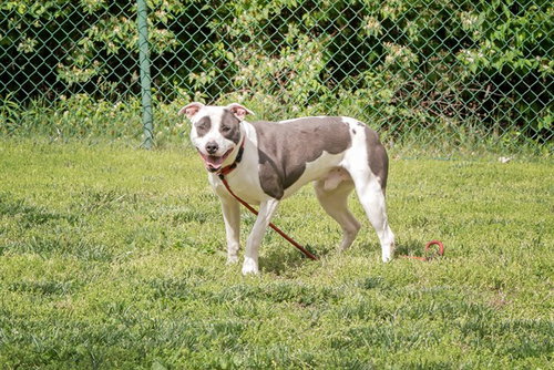 TRITON, an adoptable Pit Bull Terrier in Belleville, IL