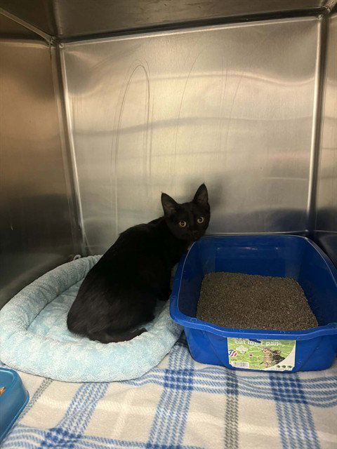 picture of the cat needing adoption
