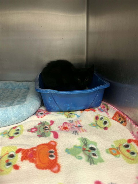 picture of the cat needing adoption