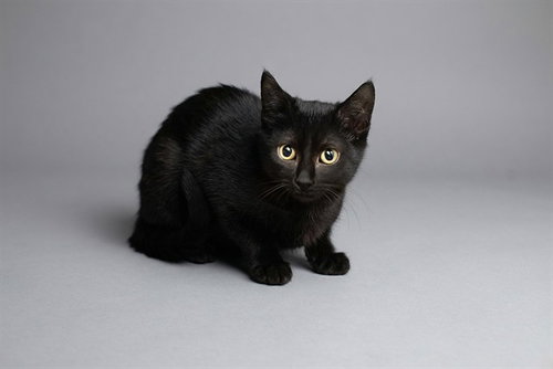 BLACKY, Baby Domestic Short Hair (medium coat), cat for adoption in St. Peters, Missouri