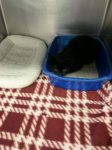 picture of the cat needing adoption