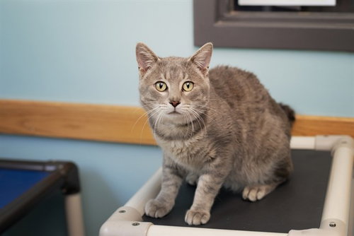 BLUE, Adult Domestic Short Hair (medium coat), cat for adoption in St. Peters, Missouri