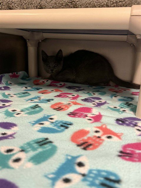 picture of the cat needing adoption