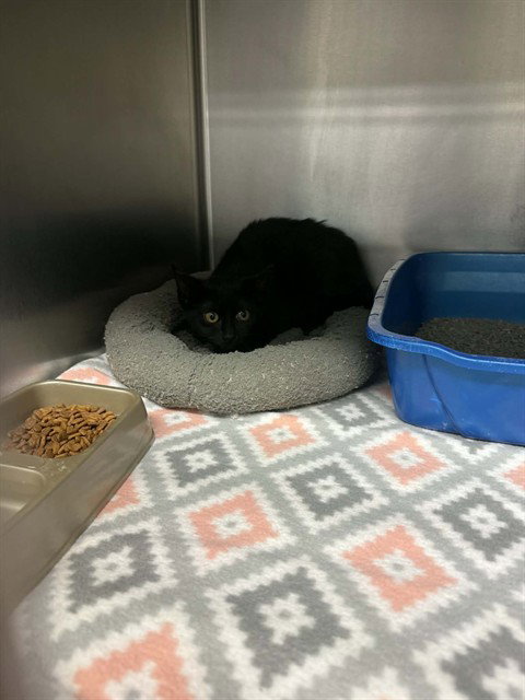picture of the cat needing adoption