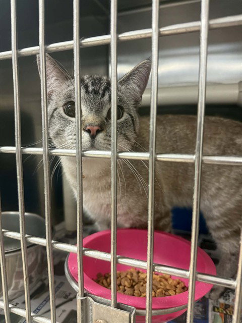 picture of the cat needing adoption