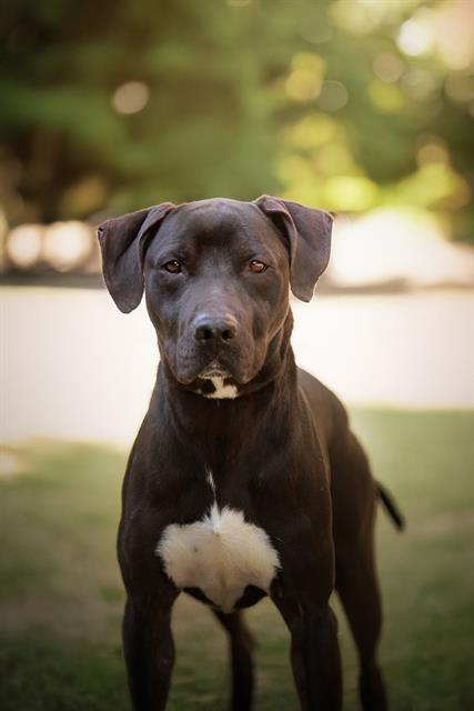 ZEUS, an adoptable Great Dane in Belleville, IL