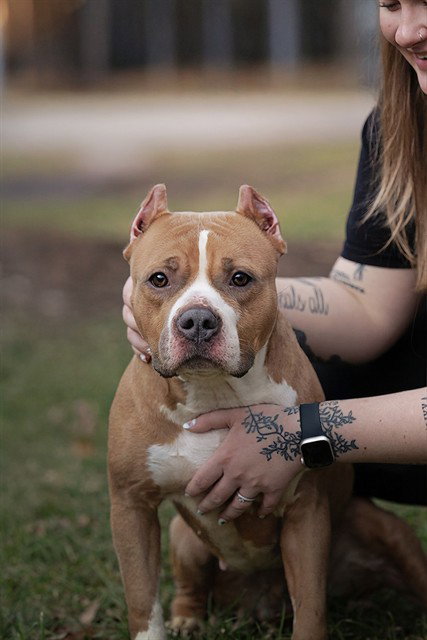 PEANUT, an adoptable American Bulldog in Belleville, IL