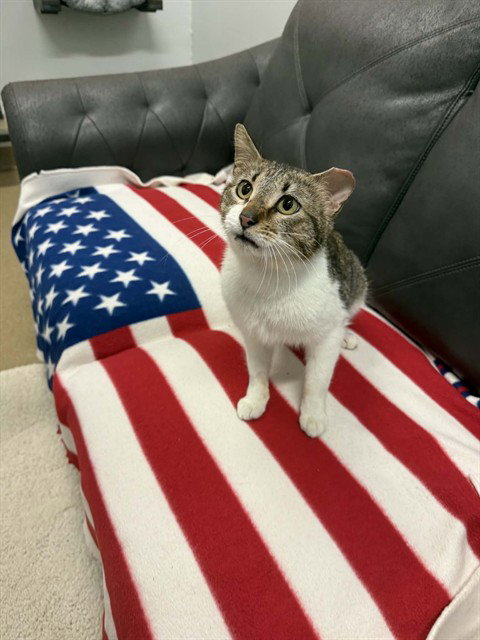 SMOKEY, an adoptable Domestic Short Hair in Belleville, IL