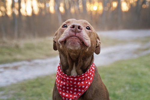 THOMAS TEEFS, an adoptable Labrador Retriever in Belleville, IL
