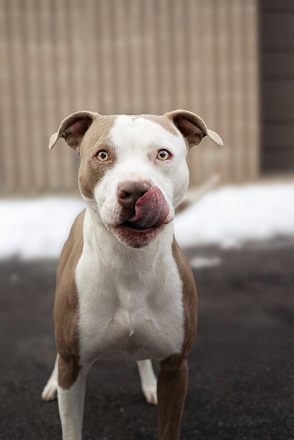 BEANS, an adoptable Pit Bull Terrier in Belleville, IL