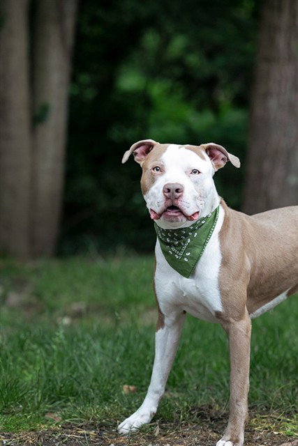 BEANS, an adoptable Pit Bull Terrier in Belleville, IL