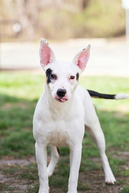 LYRA, an adoptable Terrier in Belleville, IL