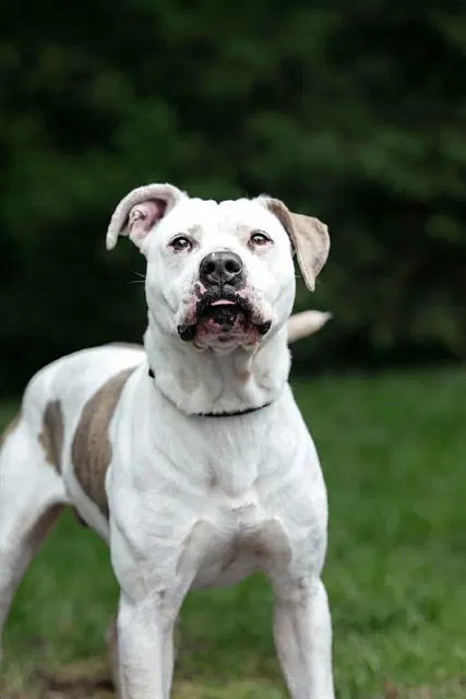Zeke - American Bulldog