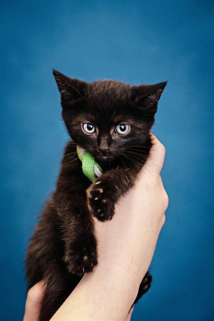 HEX, Baby Domestic Short Hair (medium coat), cat for adoption in O'Fallon, Missouri