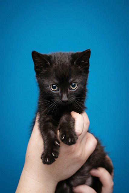 ECLIPSE, Baby Domestic Short Hair (medium coat), cat for adoption in O'Fallon, Missouri