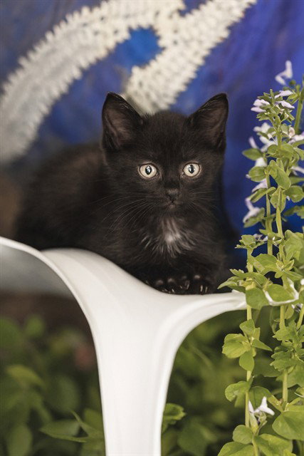 JINX, Baby Domestic Short Hair (medium coat), cat for adoption in Florissant, Missouri