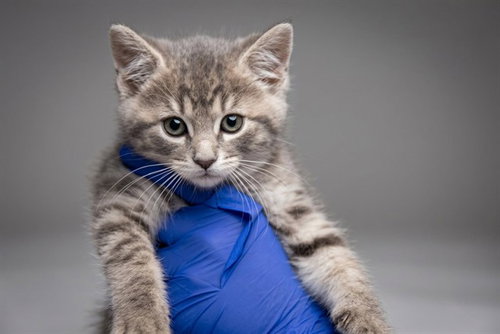 MILKSHAKE, an adoptable Domestic Medium Hair in Belleville, IL