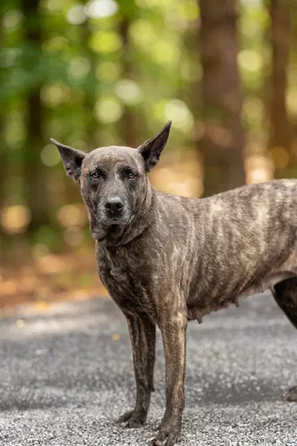 Bella - Belgian Shepherd Malinois