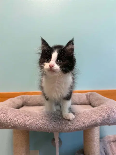 Bob - Domestic Short Hair