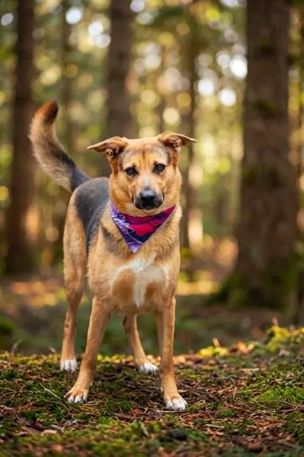 Lola - German Shepherd Dog