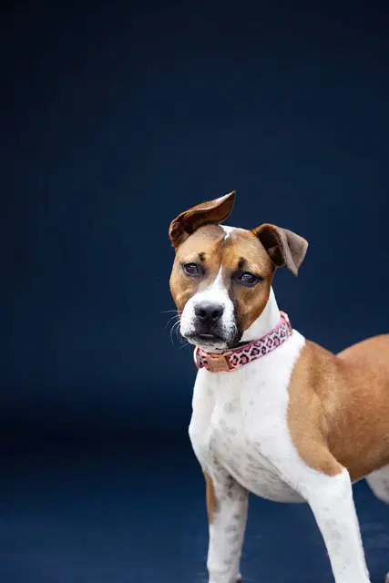 Zaya - Terrier