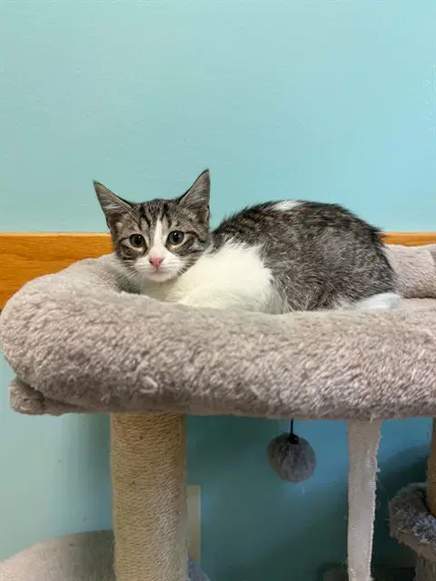 Duckie - Domestic Short Hair
