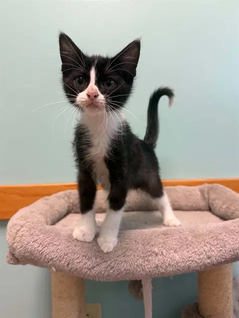 Bubbles - Domestic Short Hair