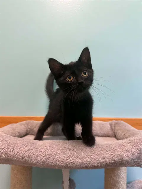 Fried Oreo - Domestic Short Hair