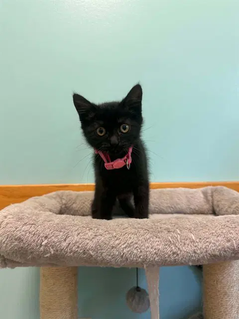Funnel Cake - Domestic Short Hair