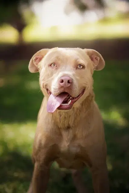 Paris D- - Pit Bull Terrier