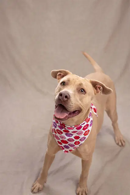 Paris D- - Pit Bull Terrier