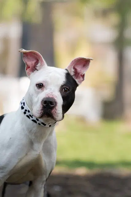 Moo - American Pit Bull Terrier