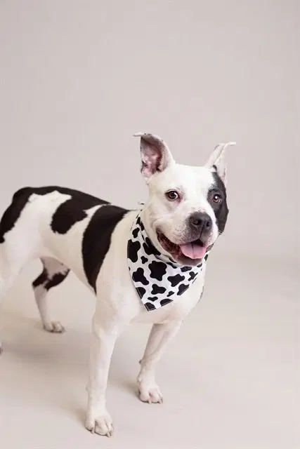 Moo - American Pit Bull Terrier