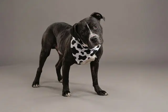 Squints - Pit Bull Terrier