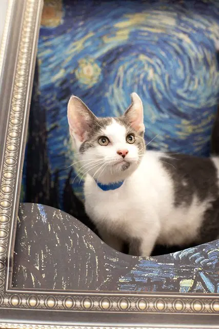 Wyatt - Domestic Short Hair