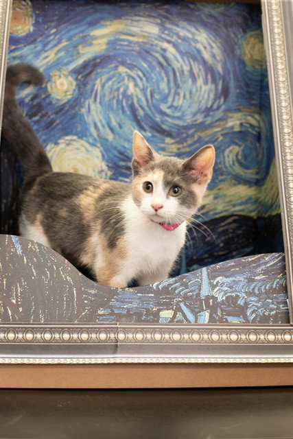 picture of the cat needing adoption