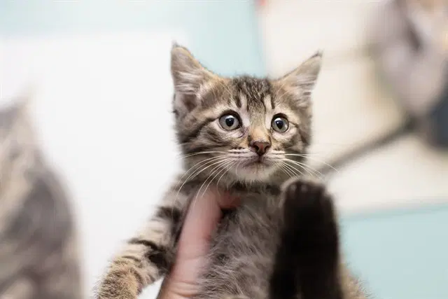 Dustin - Domestic Short Hair