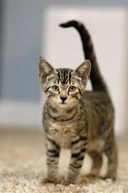 Cotton Candy - Domestic Short Hair