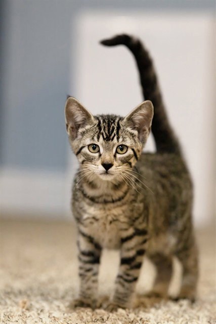picture of the cat needing adoption