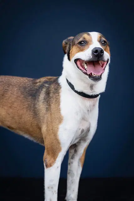 Iyo - Hound