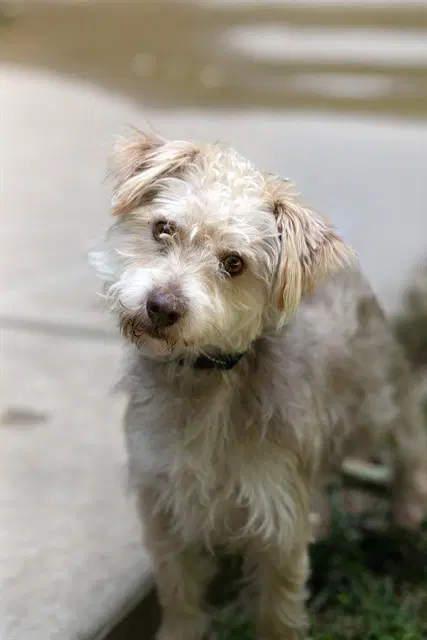Forest - Wheaten Terrier