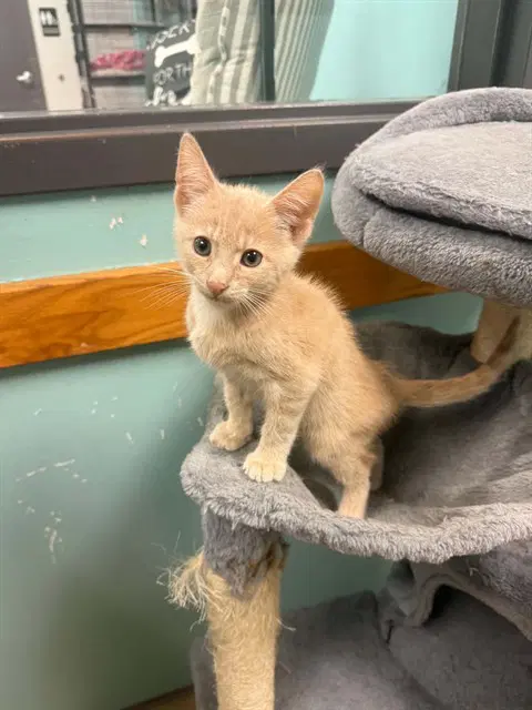 Fudgeround - Domestic Short Hair