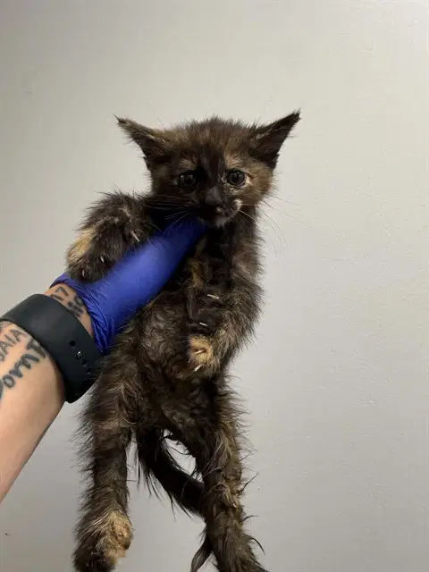 Star Crunch - Domestic Long Hair