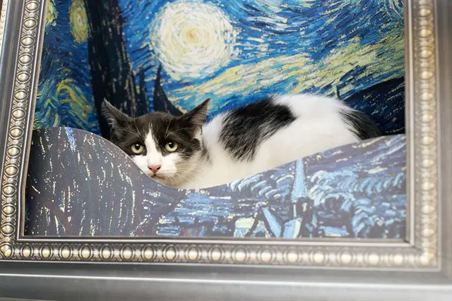 Clove - Domestic Short Hair
