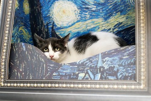 CLOVE, a cat for adoption from St. Clair County Animal Adoption Center