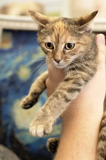 Cinnamon - Domestic Short Hair