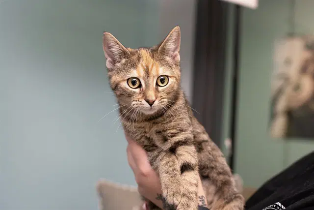 Cinnamon - Domestic Short Hair