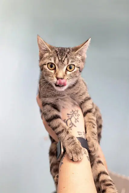 Nutmeg - Domestic Short Hair