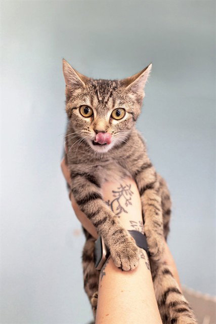NUTMEG, a cat for adoption from St. Clair County Animal Adoption Center